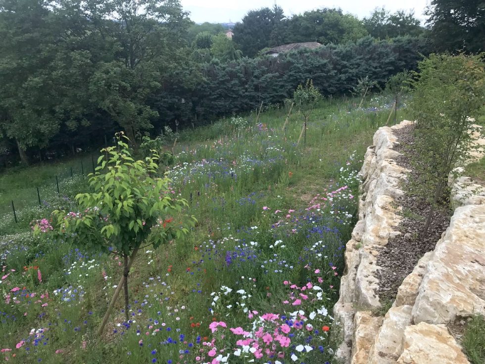 Prairie fleurie