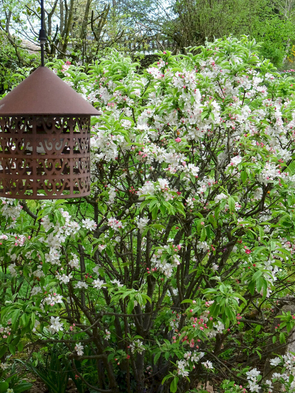 taille arbustes fleurs printemps SAVIGNEUX