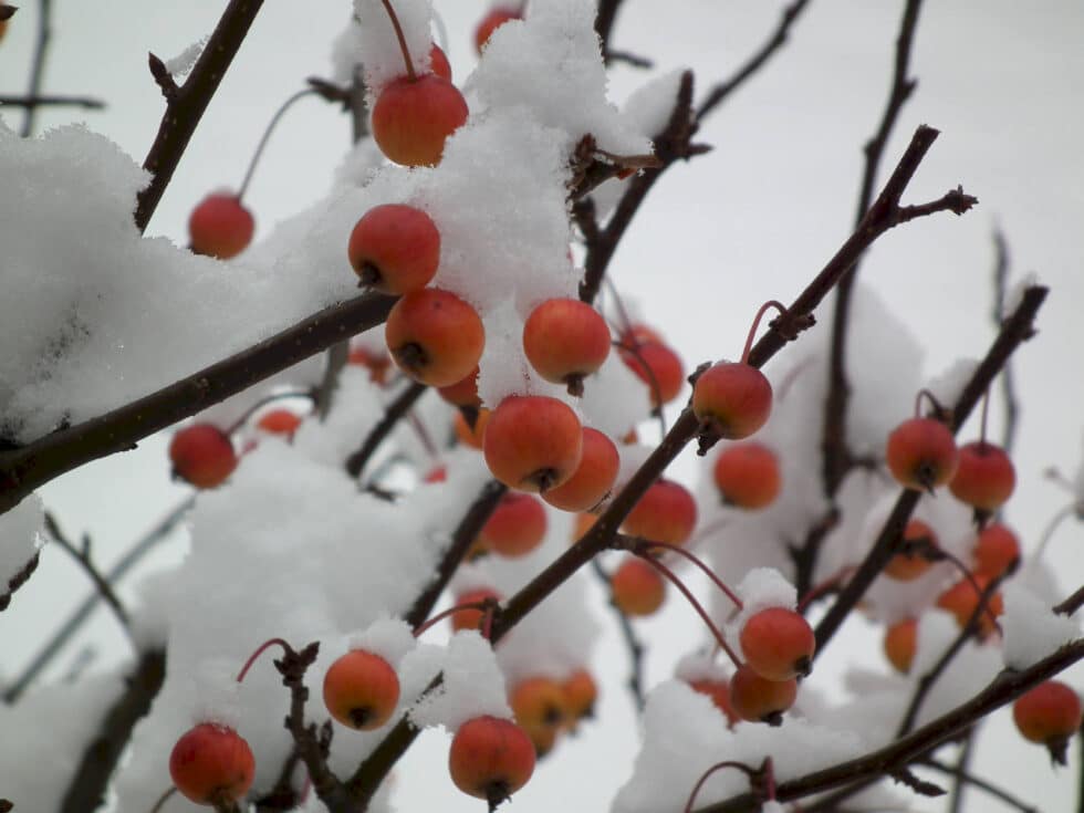 taille arbres hiver ANSE