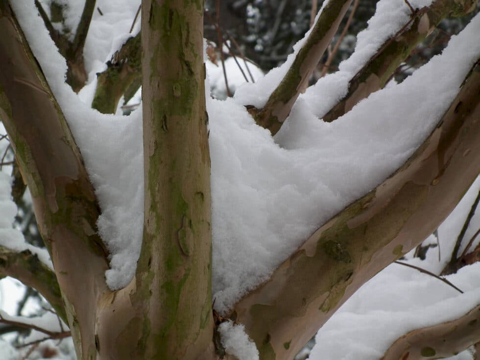 taille arbres REYRIEUX
