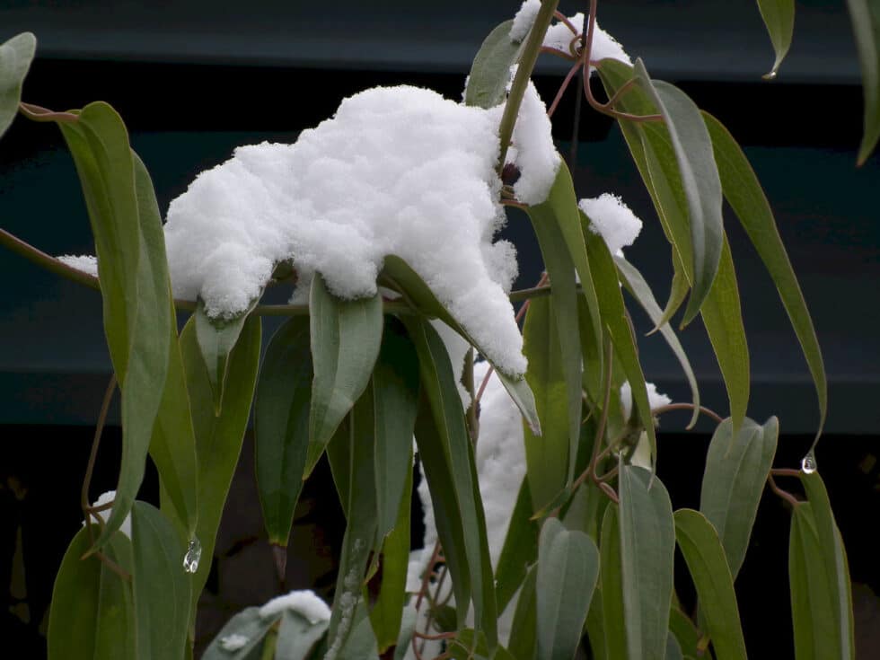 hiver gel protection plantes TREVOUX