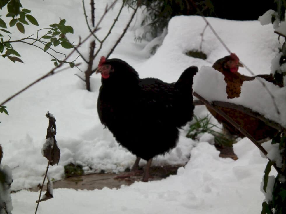 protéger hiver jardin animaux paysagiste