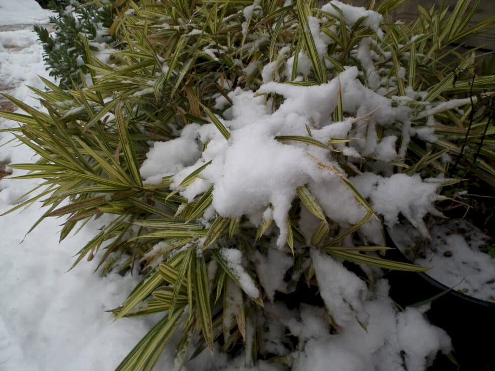 taille hivernale massifs SAINT DIDIER DE FORMANS